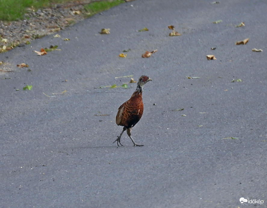 Kezdő fácánkakas
