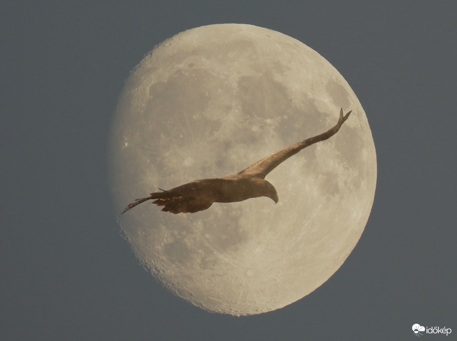 Nem találom a fészkem 