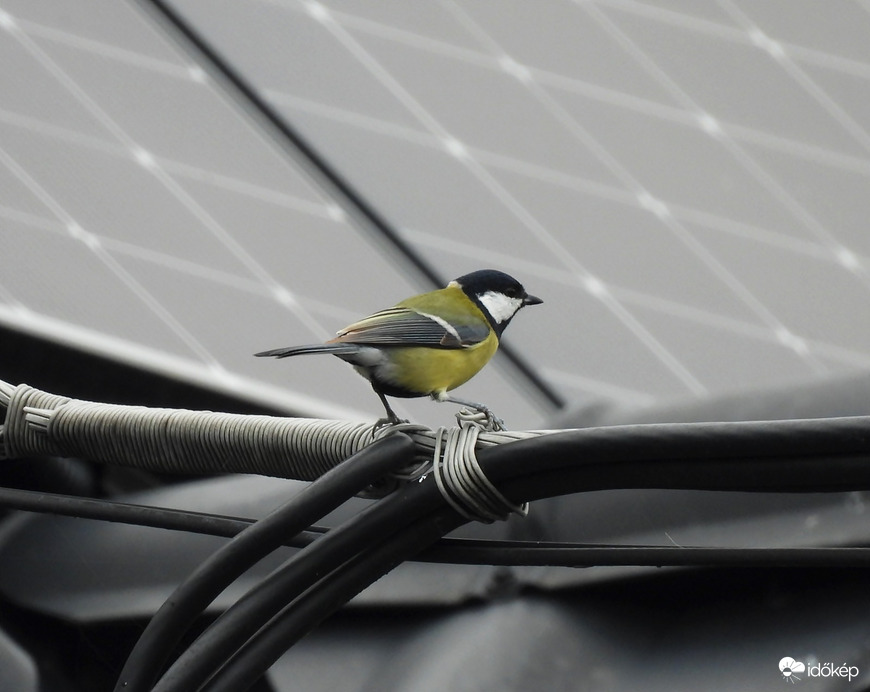 A természet nyomában 