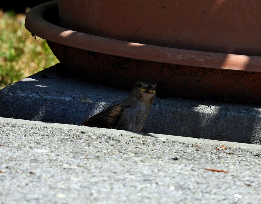 Árnyékban elviselhető