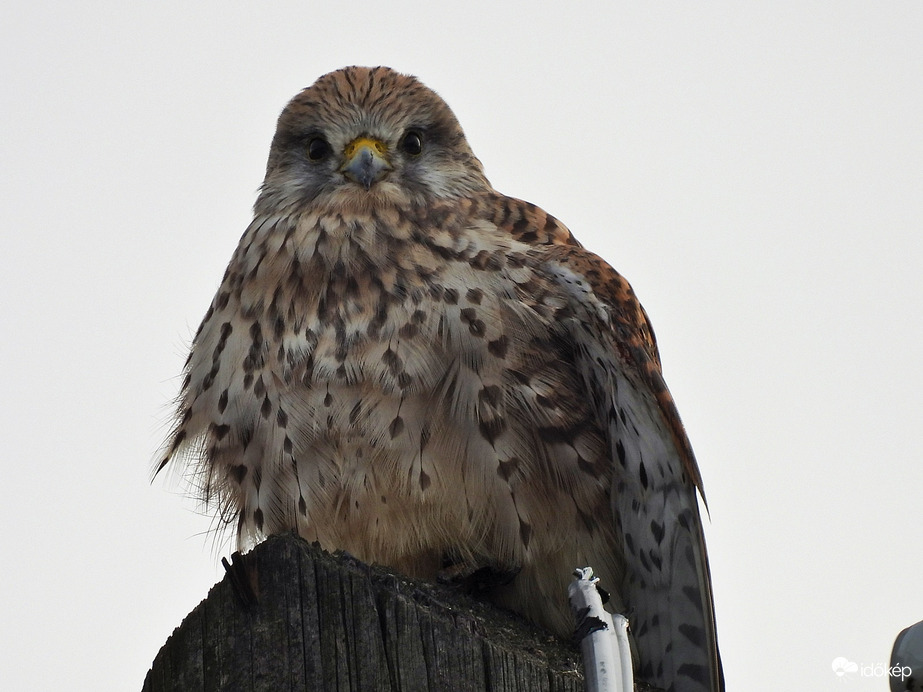 A vércse bejelentkezett 
