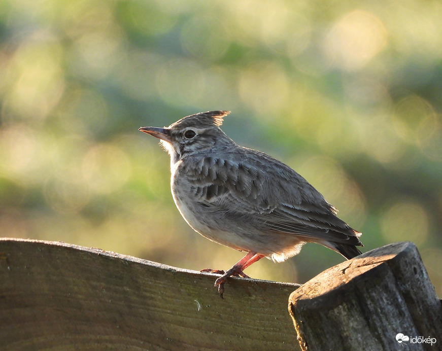 Pacsirta napkeltekor, melegedne, száradna 