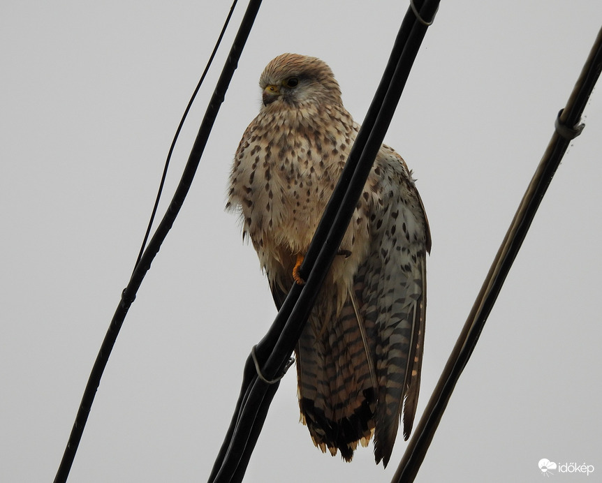 Napfénymentes délelőtt 