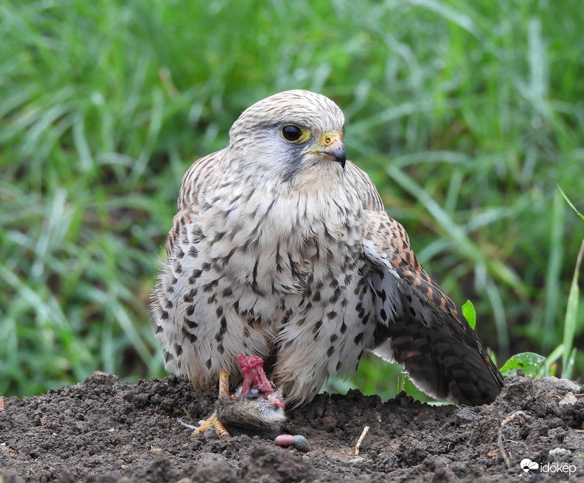 A friss ételre esküszöm