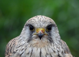 Elnézést, de nincs szalvétám! 