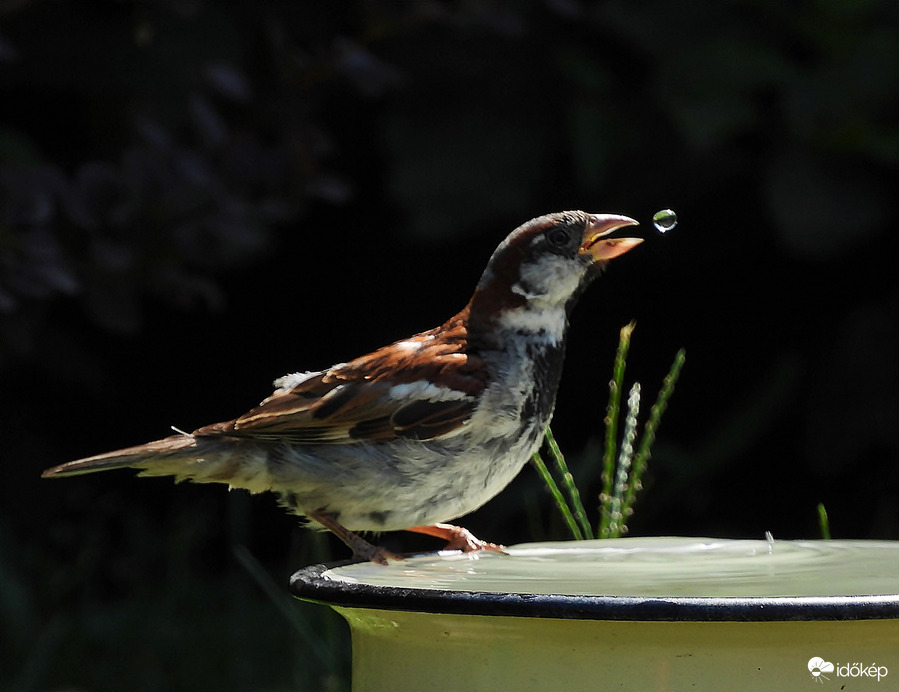 Minden cseppje kincs 