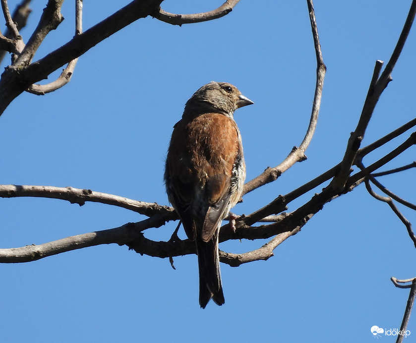 Ettől barnább már nem leszek 