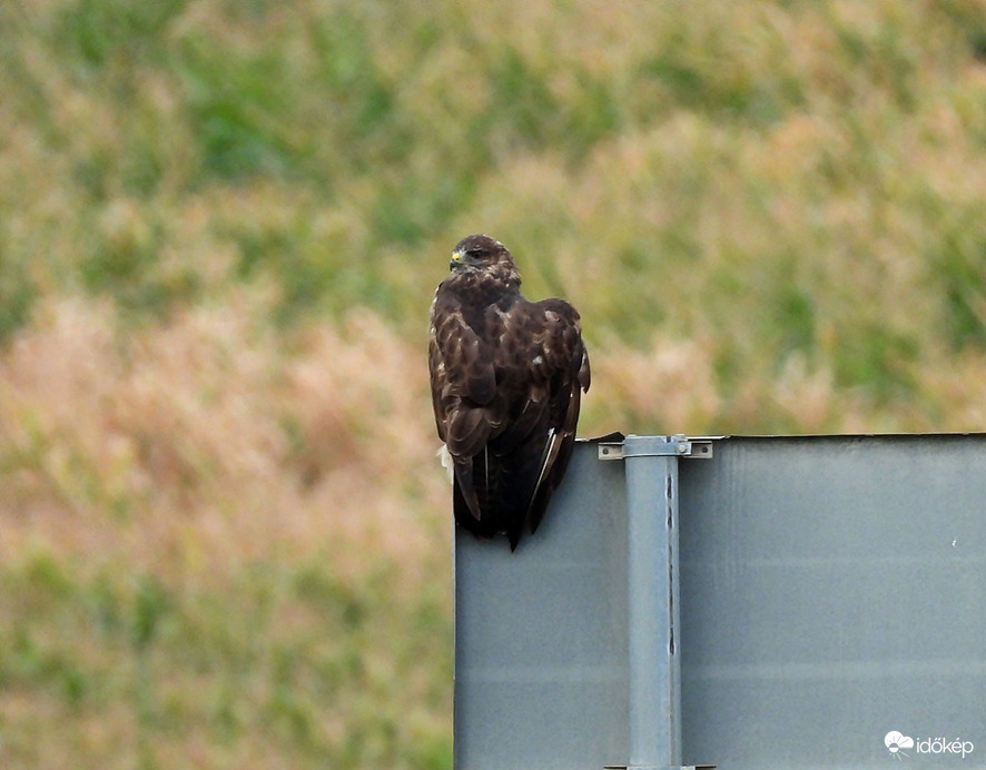 Reggeli póz, szárítkozós  