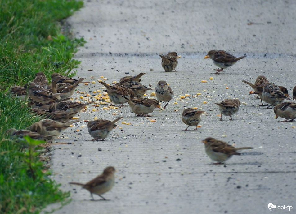 Útszéli jutalomfalatok 
