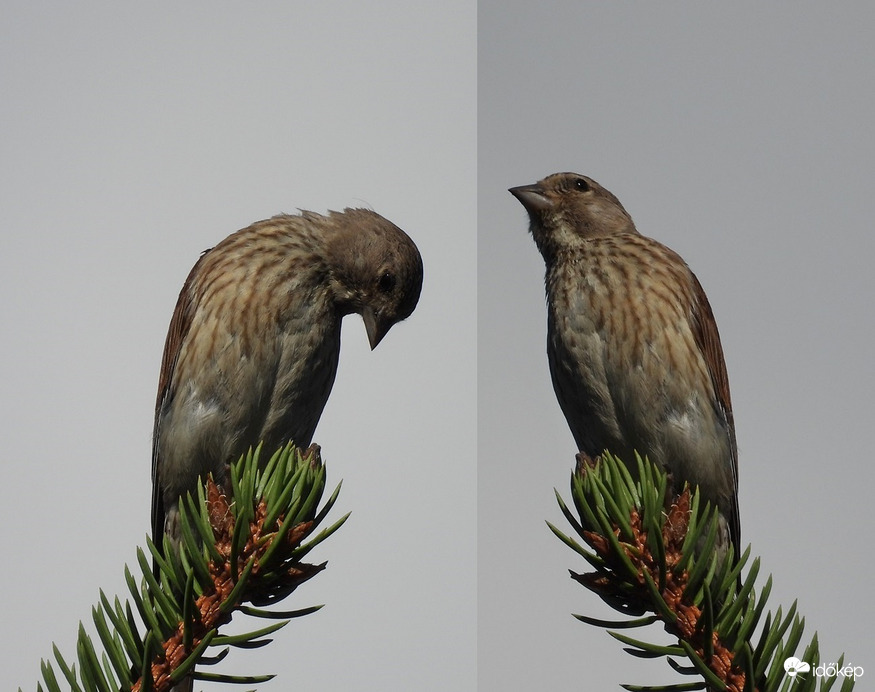 Csügged, nem csügged