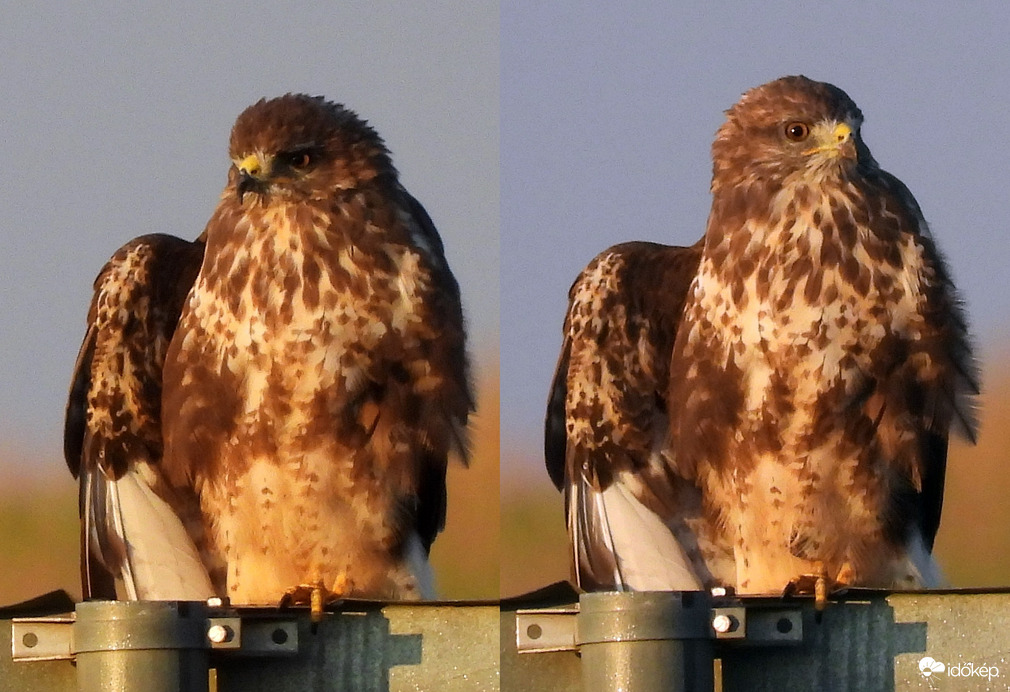 Tollszárítás napkeltekor