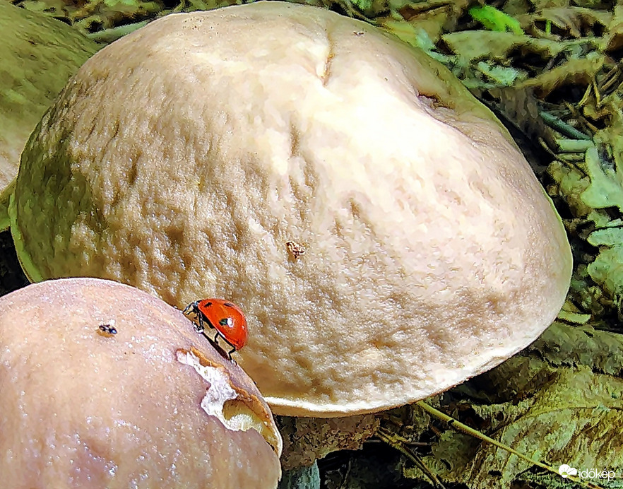 Hatalmas dombok, vékony combok 