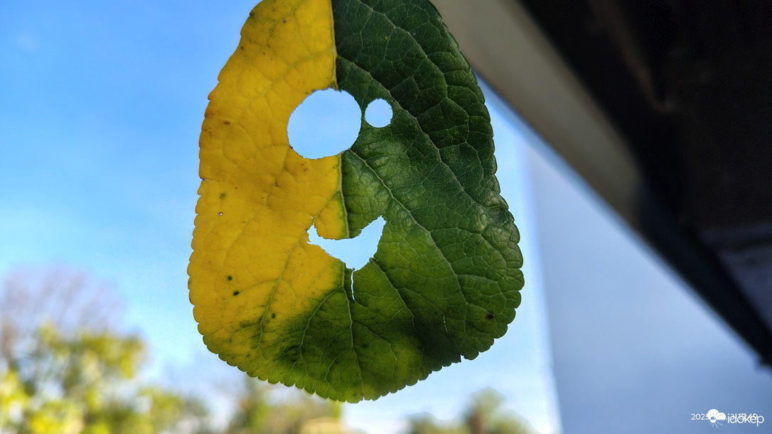 Ez vajon minek örül?