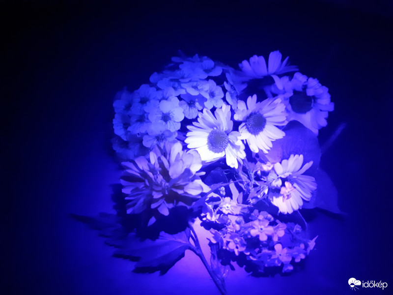 Uv virág