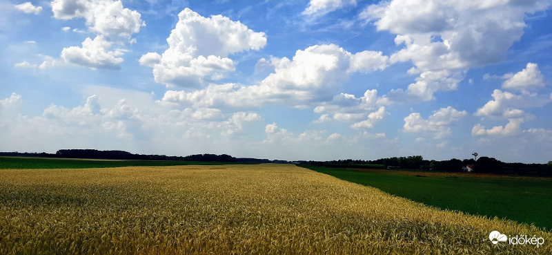 A búzamező..