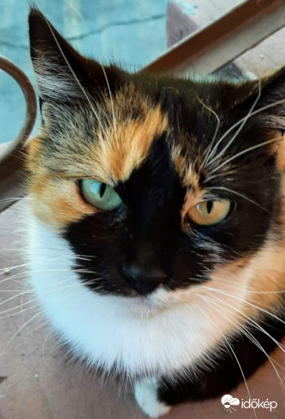 Szépszemü cicánk..