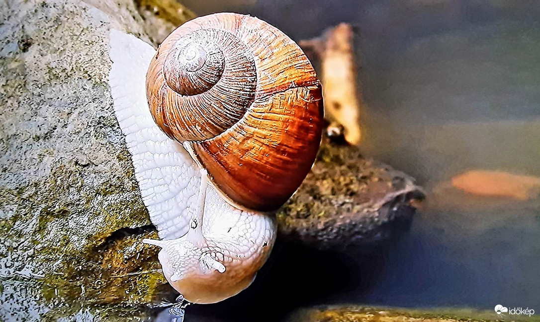 A csiga 