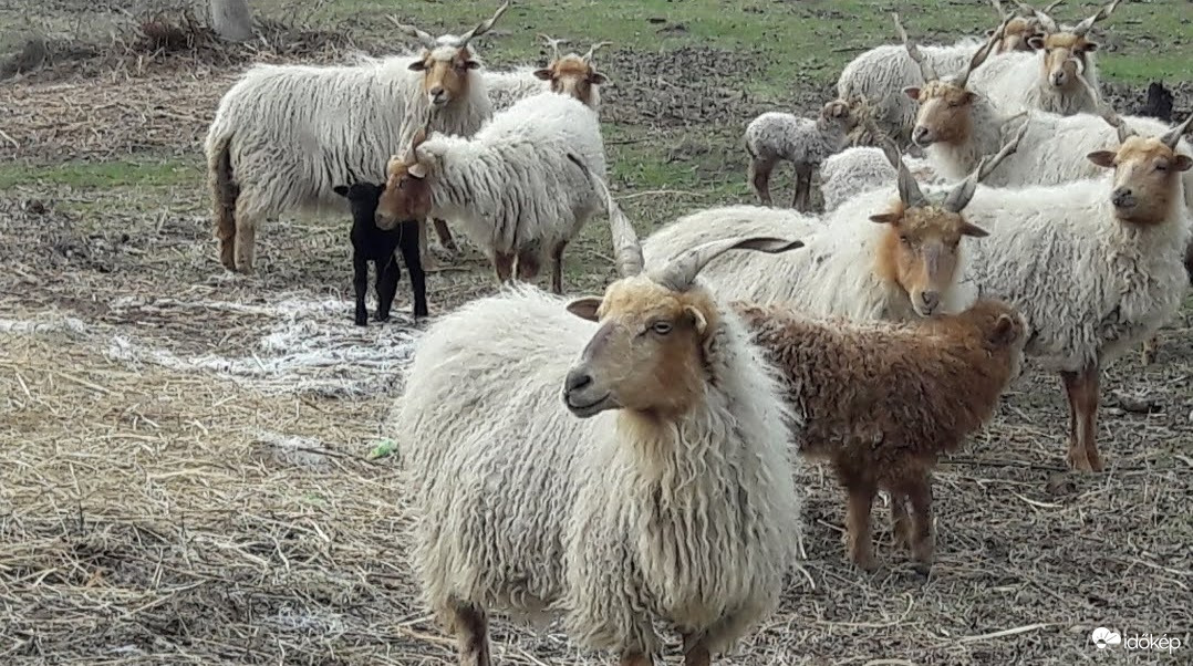 Keresd a fekete bárányt...:-)