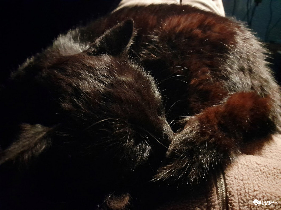 A gazdin a legeslegjobb aludni..