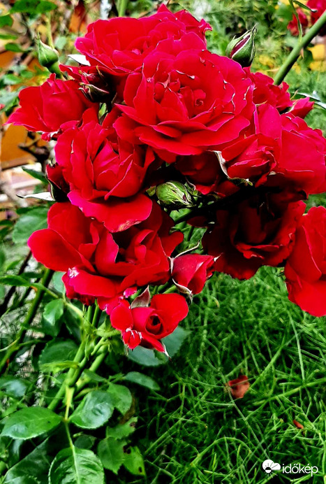 Rózsacsokor...