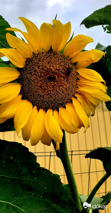 Napraforgó a kertünkben...02.