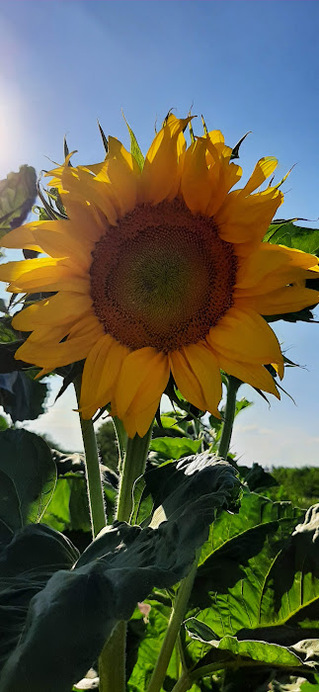 Napraforgó a kertünkben...