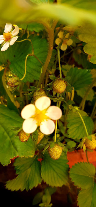 Lassan csak lesz eper..