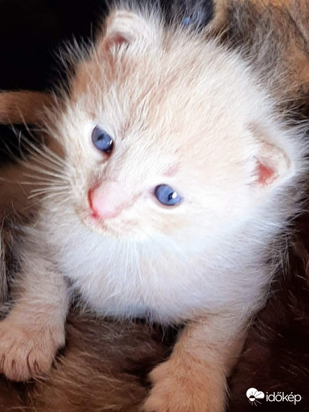 Édes kiscicánk..