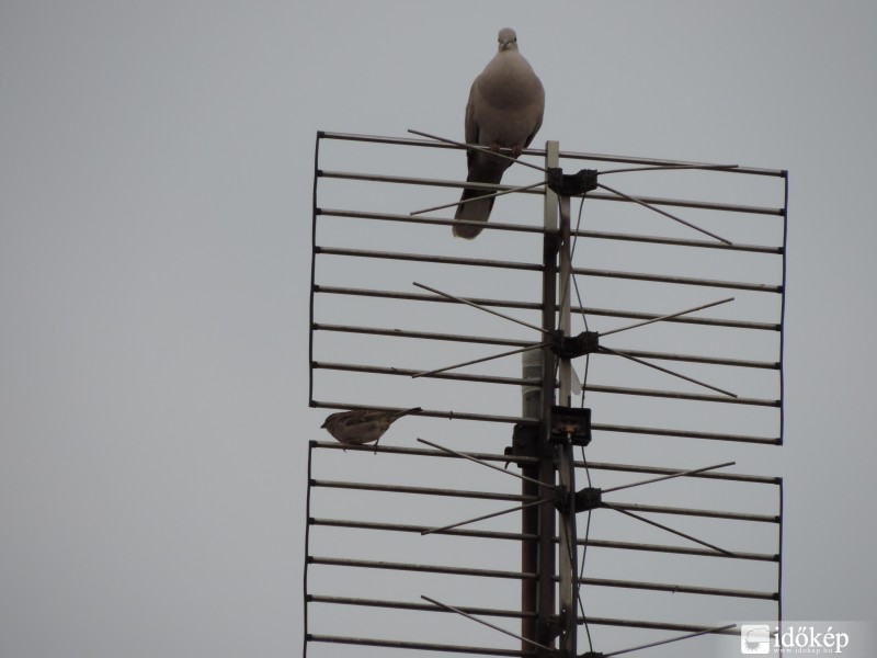 Galamb+1 veréb..