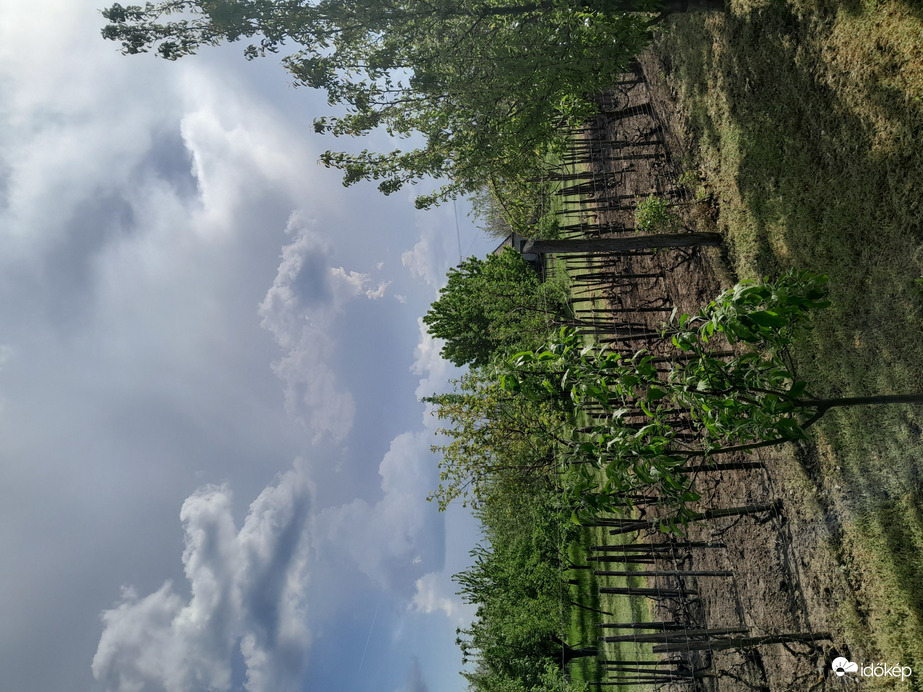 Tárkány