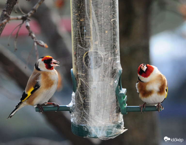 jaj de elgémberedett a nyakam..