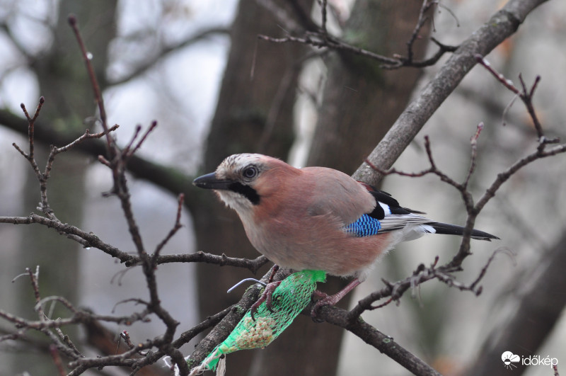 Vendégeim - szajkó