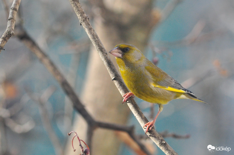 Vendégeim - zöldike