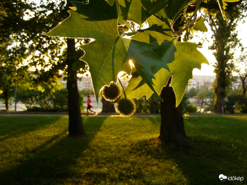 esti ellenfényben 1