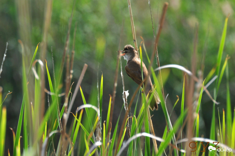 Cserregő nádiposzáta