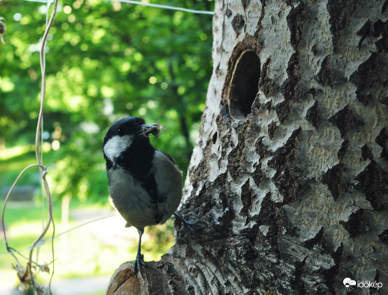 Gondos „szülő”… 2