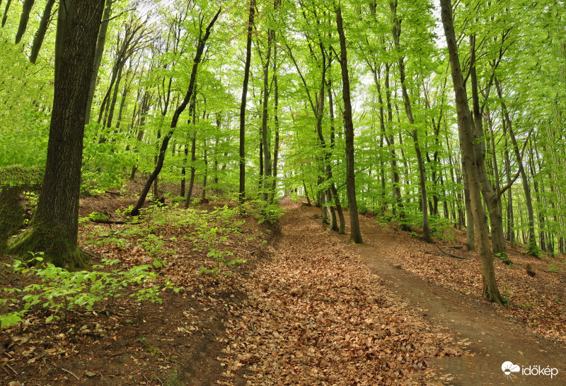 Zöldellő Börzsöny