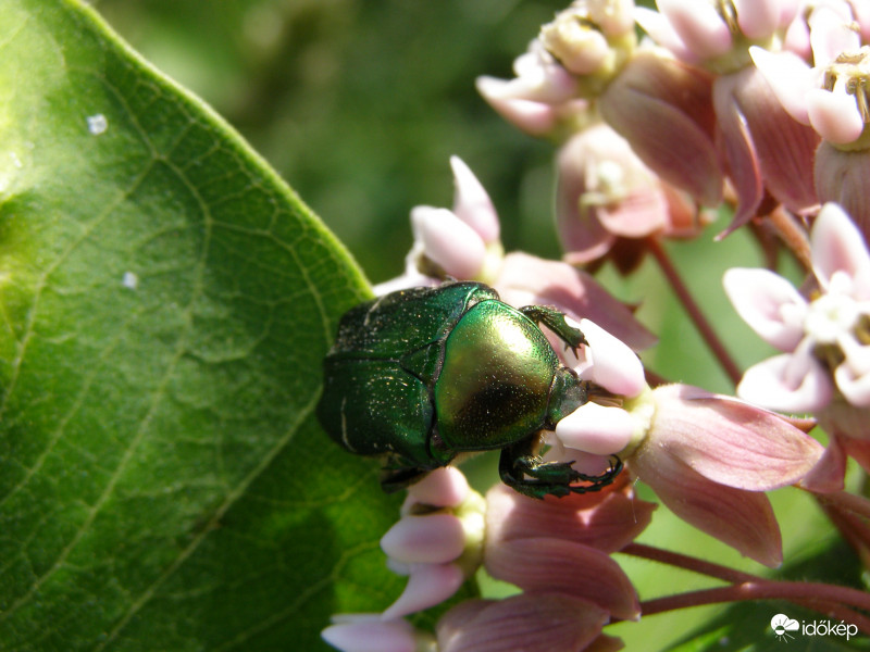 ..itt valami nagyon ízletes lehet