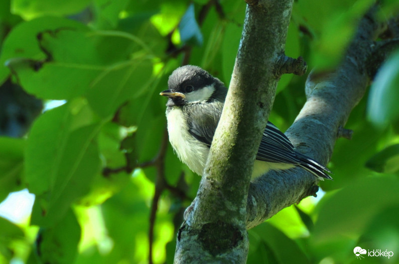 Frissen kirepült széncinege fióka