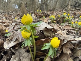 Kikeletnyitó téltemető virág