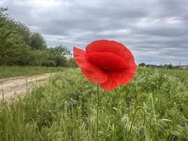 hagnes68 fotója