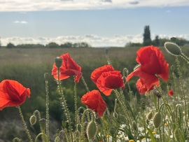 hagnes68 fotója
