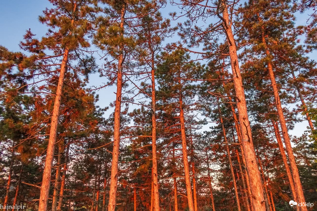 Észlelési fényképek