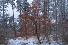 Budapest XIII.ker - Újlipótváros