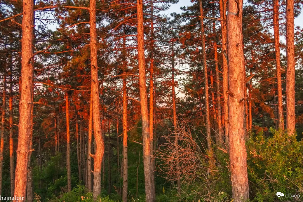 Észlelési fényképek