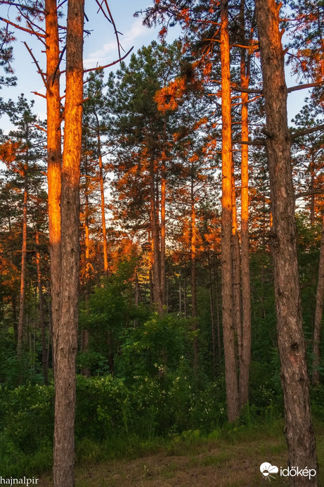Észlelési fényképek