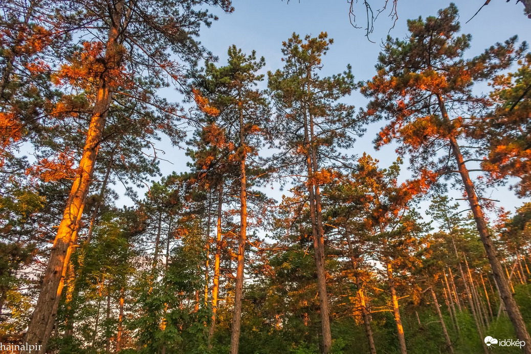 Pilisvörösvár