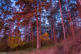 Budapest XV.ker - Pestújhely