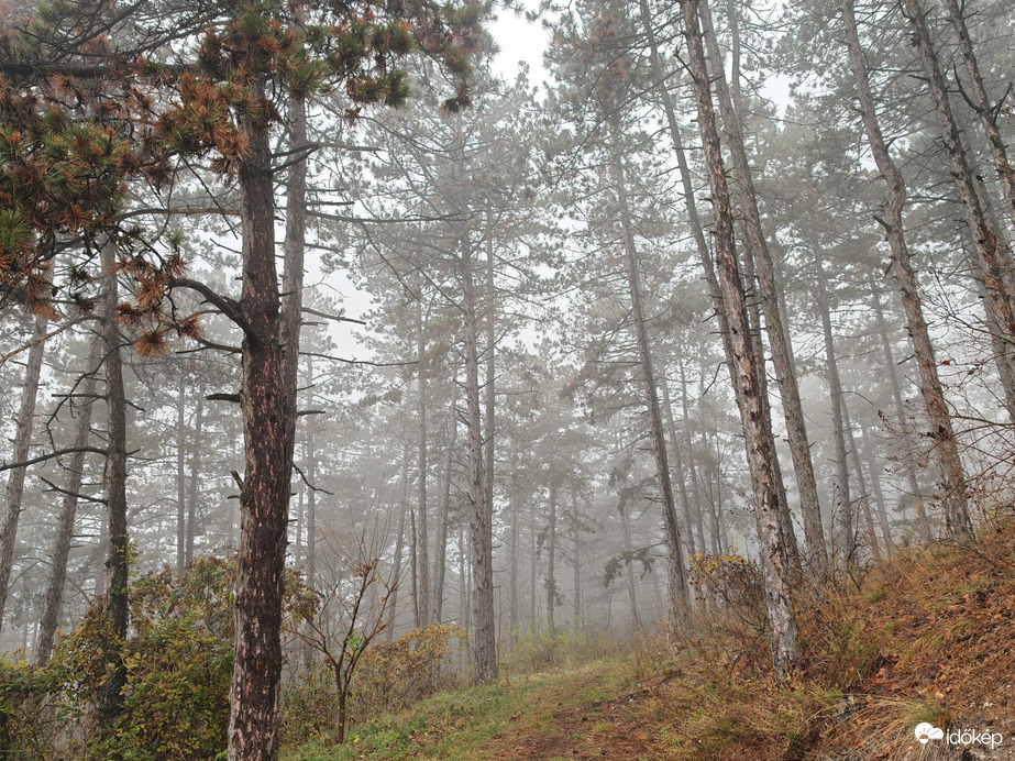 Budapest XV.ker - Pestújhely
