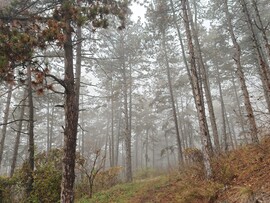 Budapest XV.ker - Pestújhely